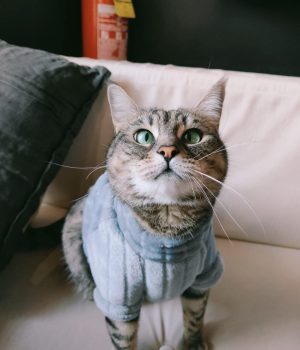 gigia the travel cat