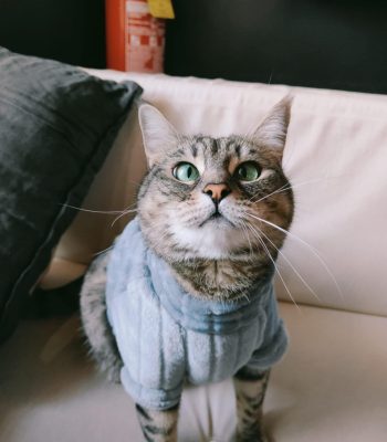 gigia the travel cat