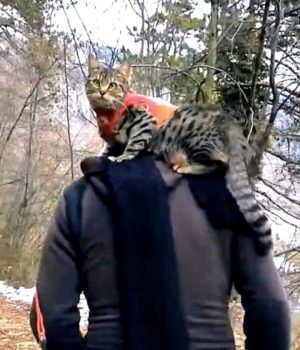 gigia the travel cat