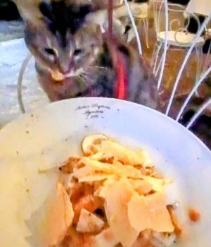 gigia the travel cat