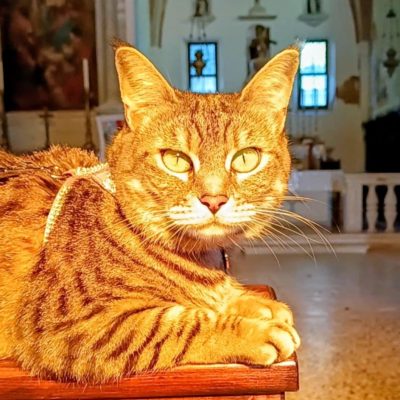 gigia the travel cat