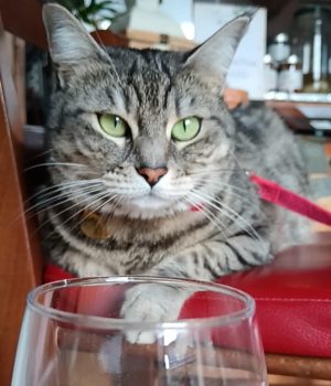 Gigia the travel cat