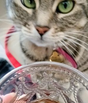 gigia the travel cat