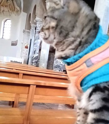 gigia the travel cat