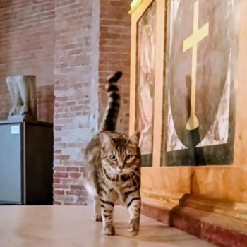 gigia the travel cat