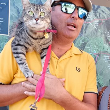 gigia the travel cat