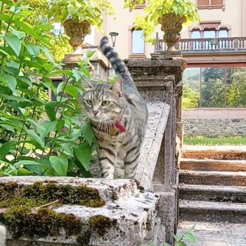 Gigia the travel cat