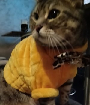 gigia the travel cat