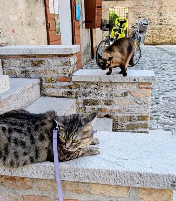 gigia the travel cat