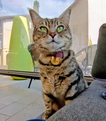 gigia the travel cat