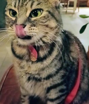 gigia the travel cat