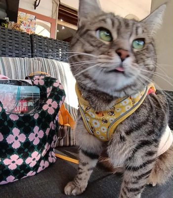 gigia the travel cat