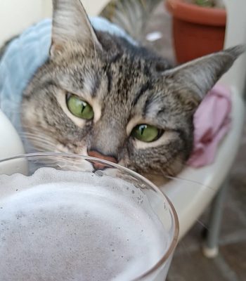 Gigia the travel cat