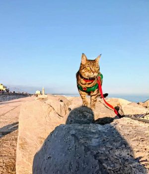 gigia the travel cat