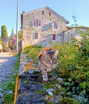 gigia the travel cat