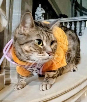 gigia the travel cat