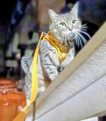 gigia the travel cat