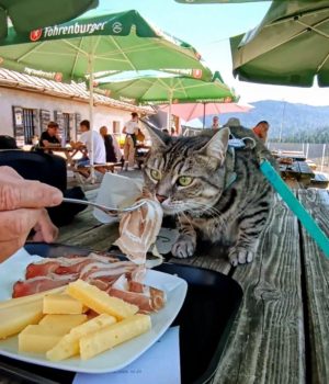 gigia the travel cat