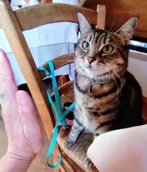 gigia the travel cat