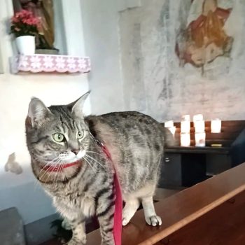 Gigia the travel cat