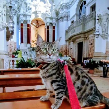 gigia the travel cat