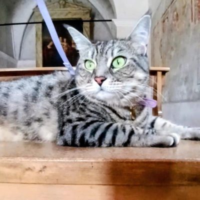 gigia the travel cat