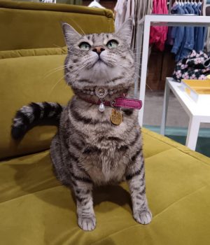 Gigia the travel cat