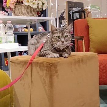 gigia the travel cat