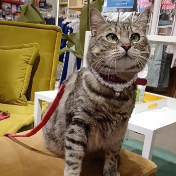 gigia the travel cat