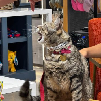 Gigia the travel cat