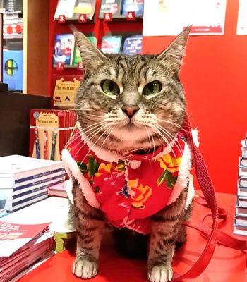 Gigia Travel Cat at Librerie.coop Mestre