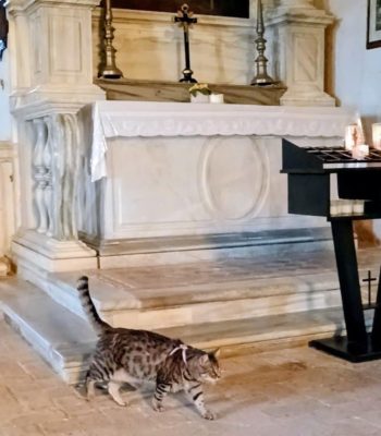 gigia the travel cat