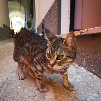 Cover Vetri sul Mare