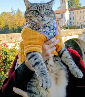 gigia the travel cat