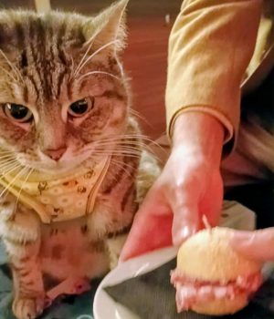 gigia the travel cat