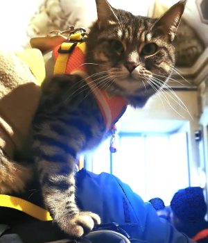 gigia the travel cat