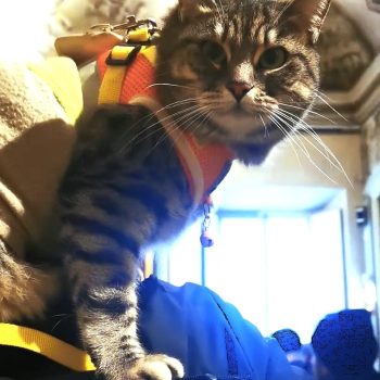 gigia the travel cat