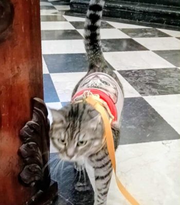 gigia the travel cat