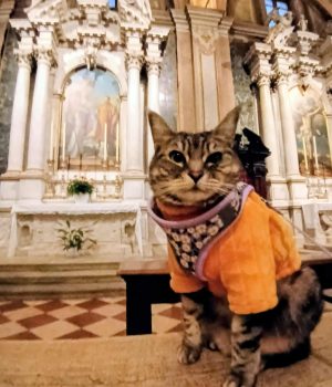 gigia the travel cat