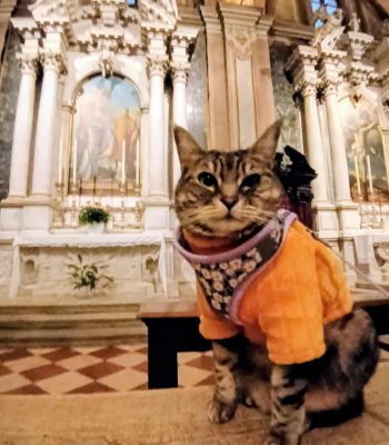 gigia the travel cat