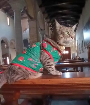 gigia the travel cat