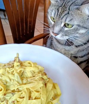 gigia the travel cat