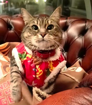 Gigia at Emeroteca dell'Arte: Piazza Erminio Ferretto, 125, 30174 Venezia VE, Italy