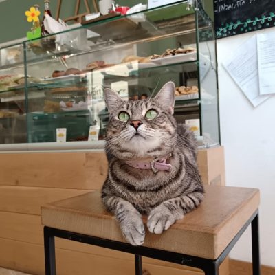 Gigia the travel cat