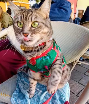 gigia the travel cat