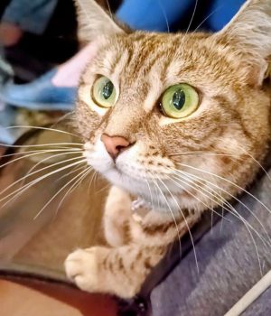 gigia the travel cat