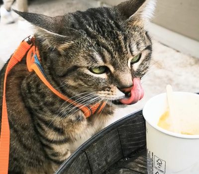 Giardini dell’Arena (2)