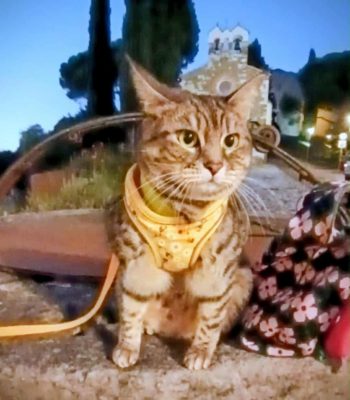 gigia the travel cat