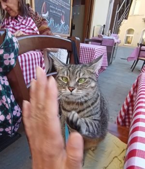 gigia the travel cat