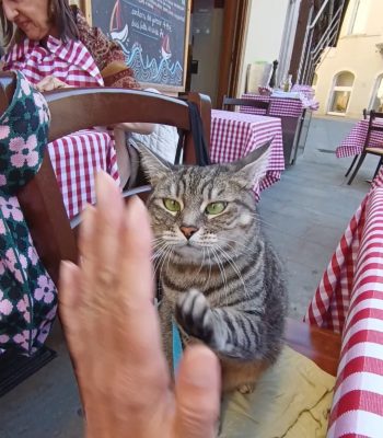 gigia the travel cat